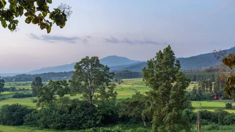 Time lapse view of evening sunset sky over the rice paddy field Stock Footage 219543436