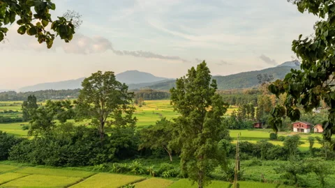 Time lapse view of evening sunset sky over the rice paddy field Stock Footage 219544026