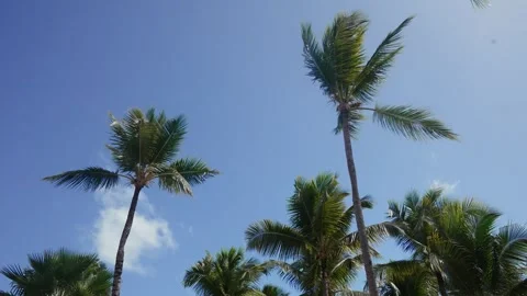Time-lapse view looking up at a tropical palm tree with green branches, coconuts Stock Footage 300417855