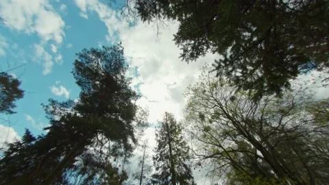 Time lapse, view of a mixed forest with coniferous trees. Stock Footage 176303832