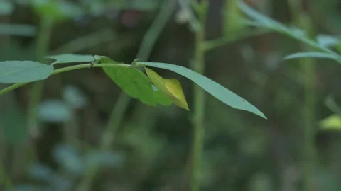 Time lapse view of a one spot grass yellow butterfly cocoon under a leaflet Video stock 210100690