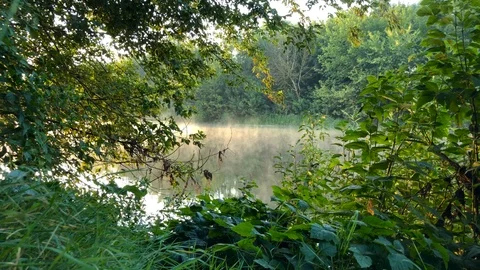 Time lapse view of the river covered with fog at dawn. View through the green of Stock Footage 94868338