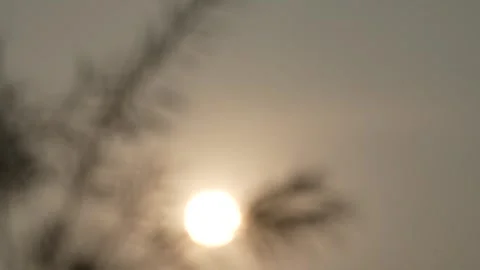 Time-lapse view of the sun rising behind blurry weeds Stock Footage 261930977