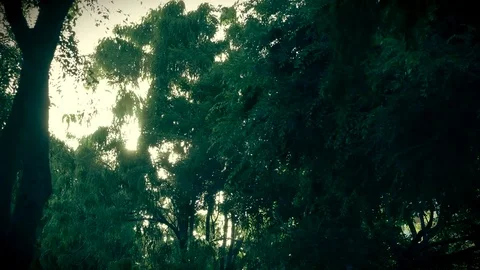 Time lapse view of sunset with sunshines through green leaves Stock Footage 76786814