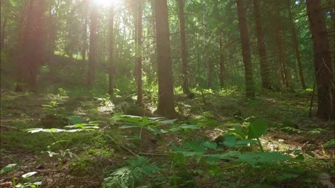 Time lapse view of tree shadows turning in spruce forest Stock Footage 156793332