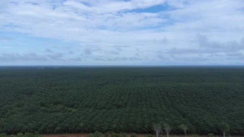Time lapse view of a vast palm oil plantation with moving clouds in the bac.. Stock Footage 275678472