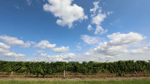 Time lapse from a vineyard on a beautiful cloudy day Stock Footage 137968330