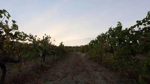 Time lapse in the vineyard between the vines after sunset Stock Footage 270068906