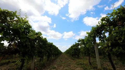 Time lapse from a vineyard on a cloudy sunny day Stockbeeldmateriaal 137968156