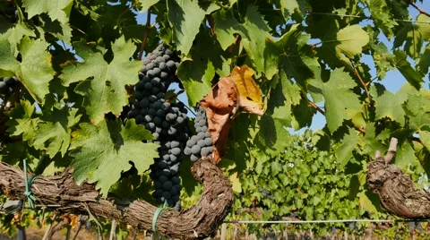 Time  Lapse Vineyard Stock Footage 67579305