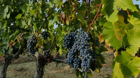 Time  Lapse Vineyard Stock Footage 67579812