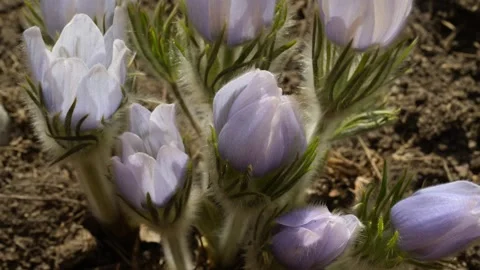 Time lapse of violet colored spring crocus flowers opening of the day in he sun. Stock Footage 307941228