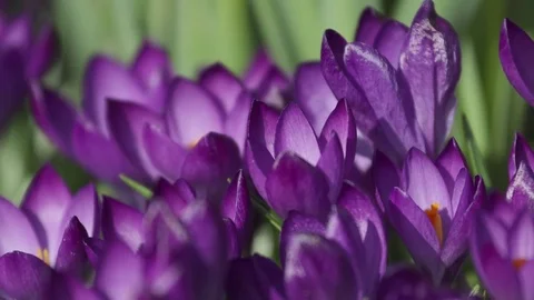 Time lapse of violet crocus opening its blossom Video stock 73803103