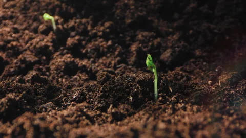 Time-Lapse Visual Narrative of Agricultural Processes, Documenting Microgreen Stock Footage 279380212