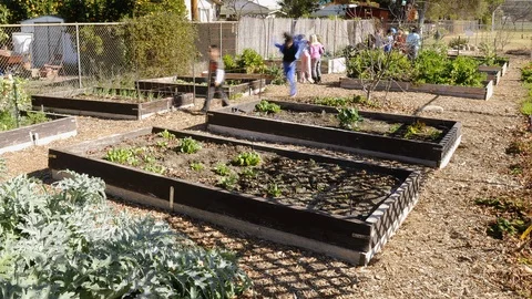 Time-lapse of volunteer group building raised beds in a school garden at San Stock Footage