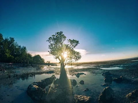 Time Lapse Walakiri Dancing Mangrove, East Sumba Stock Footage 273838043