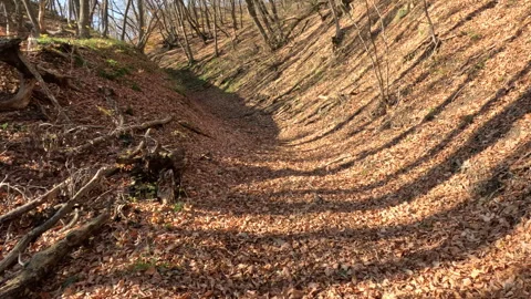 Time lapse of a walk through a dry autumn sunny forest with a dog 動画素材 256885632