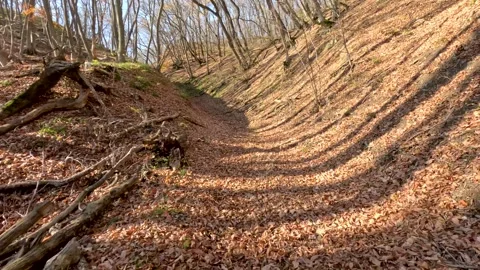 Time lapse of a walk through a dry autumn forest with a dog 動画素材 257200007