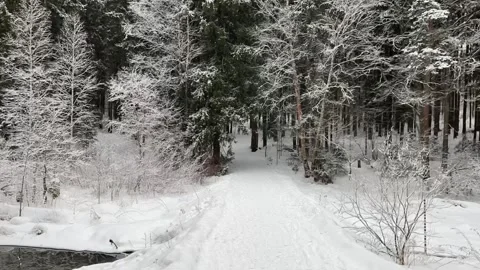 Time lapse walk in a winter forest Stock Footage 264973137