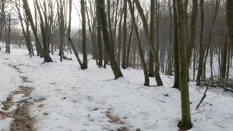 Time lapse on walking along a forest path Stock Footage 297289291