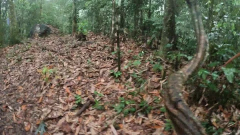Time Lapse walking along jungle Trail Borneo Rain 動画素材 241494730