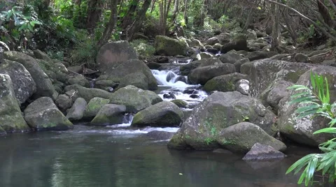 Time Lapse water brook stream over rocks with green plants, Kauai, Hawaii Stock Footage 50447239