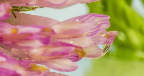 Time lapse water drop on flower Stock Footage 116756563