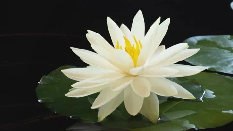 Time lapse water lily flower opening, timelapse white lotus blooming in pond, 4K Stock Footage