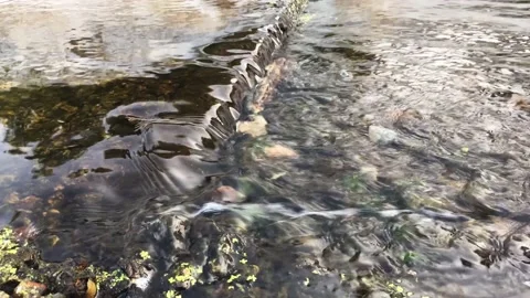 Time-lapse. the water stream of the river Video stock 160564306
