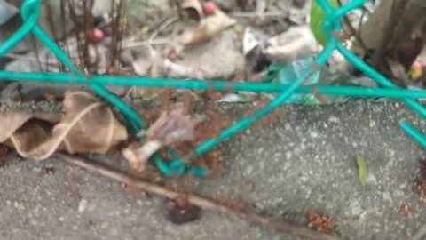 Time-lapse of Weaver Ants Working Together Carrying Dry Bone Food Vídeos de archivo 332099758