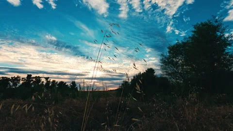 Time lapse of weeds swaying under a dramatic sunset sky 動画素材 339314437