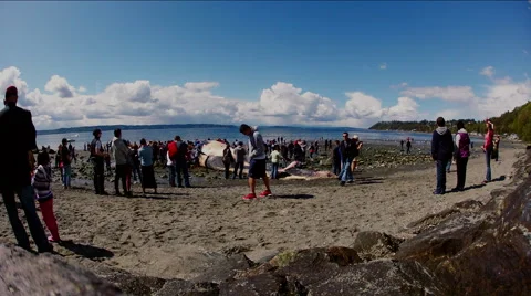 Time Lapse at Whale Stranding Stock Footage 62841603