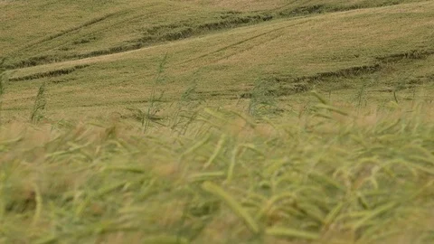 Time lapse of wheat field blowing in the wind UK 4K Stock Footage 111033054