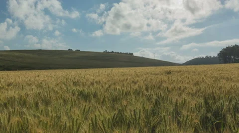 Time Lapse of a wheat field Stock Footage 57935455