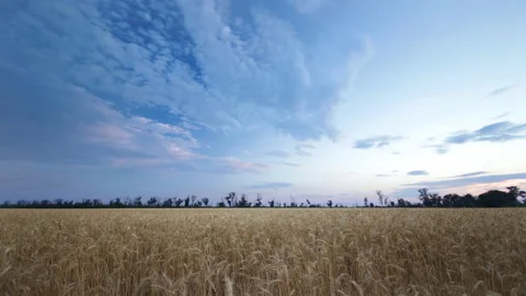 Time lapse of wheat field twilight Stock Footage 92336124