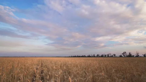 Time lapse of wheat field twilight Stockbeeldmateriaal 97435477