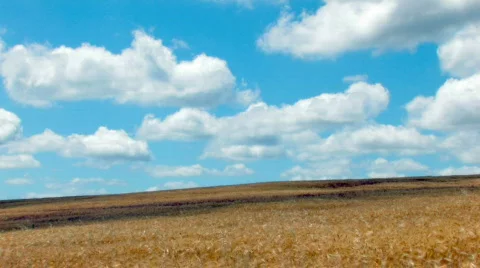 Time lapse wheat field under a blue sky with clouds Stock-Footage 478169