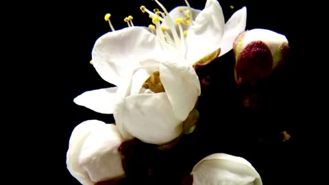 Time lapse of white cherry blossom blooming isolated on black background sp.. Stock Footage 272452098