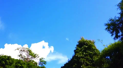 Time lapse  of white clouds and  trees Video stock 33234920