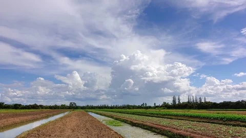 Time lapse of white clouds with blue sky over the vegetable plot. Stock Footage 79551321