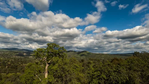 Time Lapse of White Clouds Float over A Forest in California's Sierra Nevada Stock Footage 278563647