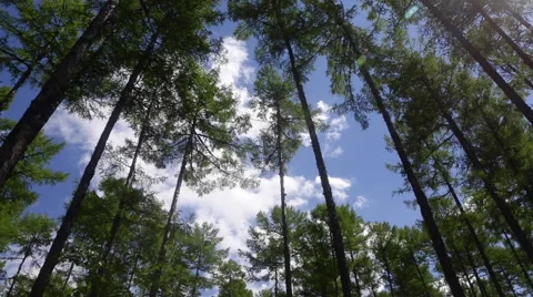 Time Lapse of white clouds flying over the pine trees Stock Footage 40616048