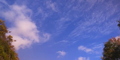 Time-lapse of white clouds move above tops of green trees Stock Footage 103786228