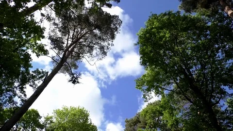Time lapse: White clouds moving across a blue sky above tree crowns in a forest Stock Footage 76784159