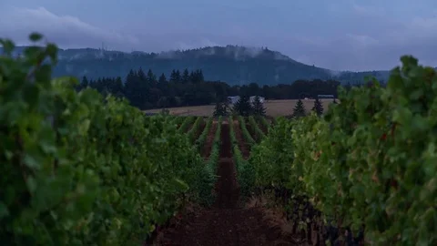 Time-lapse of white clouds rolling over the vineyards Stock Footage 83864066