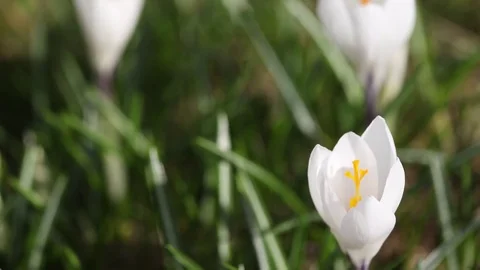 Time lapse of white crocus opening its blossom Video stock 73803036