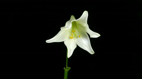 Time-lapse of white Easter lily fading Stock Footage 98548