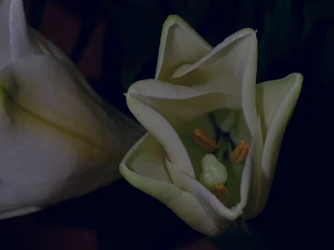 Time-lapse of a white Easter Lily blooming 動画素材 74978283