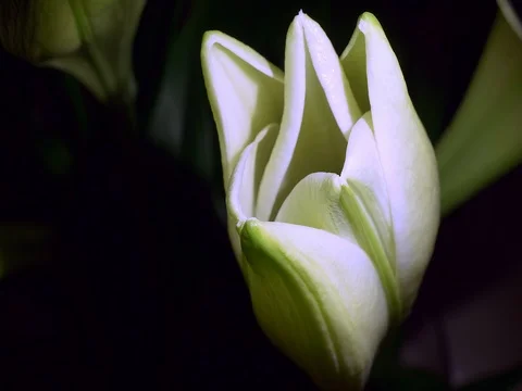 Time-lapse of a white Easter Lily blooming Stock Footage 74978928