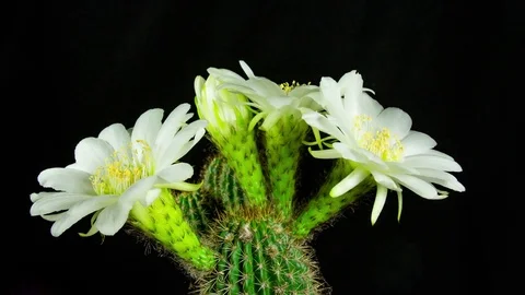Time Lapse - White Echinopsis Cactus Flowers Blooming with Black Background Stock Footage 74953917